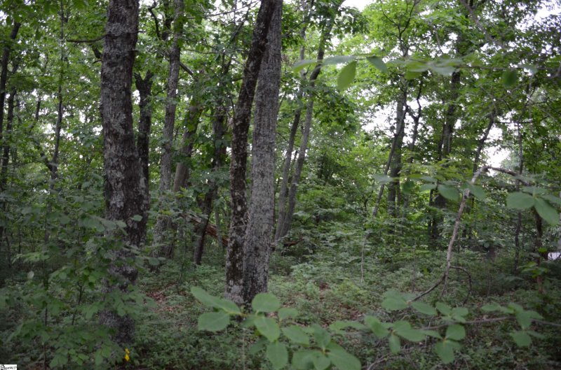00 Altamont Forest Drive